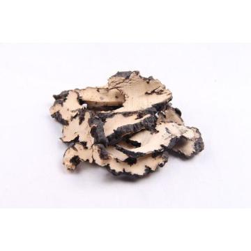 Polyporus umbellatus berkualitas tinggi