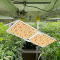 Lâmpadas de cultivo de lâmpadas de plantio de cannabis