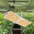 Luces de cultivo LED de lámpara de plantación de cannabis