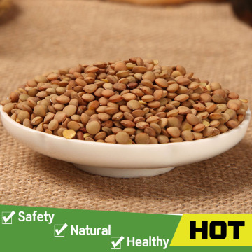 Good green lentil bean