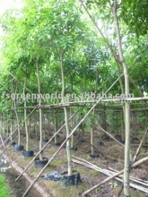 Cassia fistula yellow flower trees