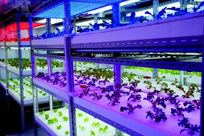 LED GROW LIGHT FOR GERMINATION DESIGN FOR HYDROPONIC CONTAINERS