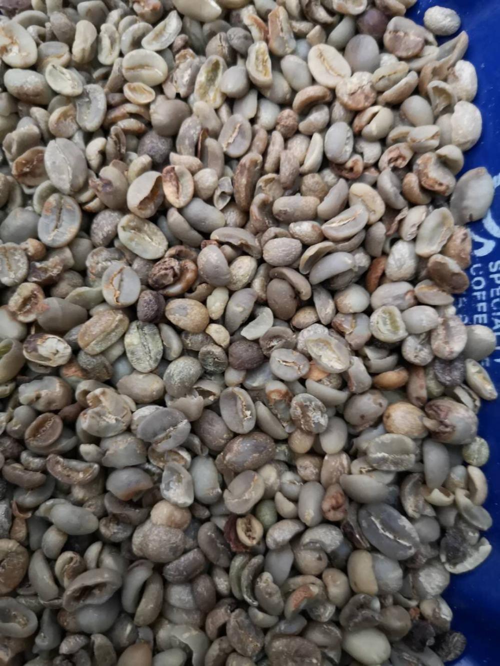 Grade 2 scherm 13 Robusta Coffee Beans