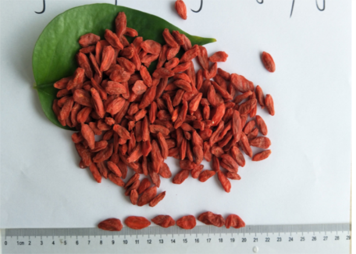 Ningxia New Harvest 뜨거운 판매 중국어 goji 장과