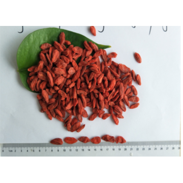 Ningxia New Harvest Hot sale Chinese goji berry