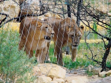 Stainless Steel Wire Rope Mseh with Lower Price