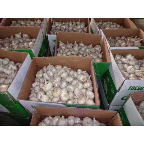 2020 High Quality Normal White Garlic
