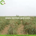 Factory Supply Fruits Nutrition Packing Goji Berry