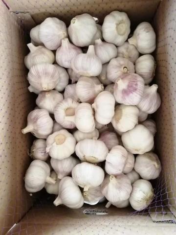 wholesale fresh garlic white garlic price