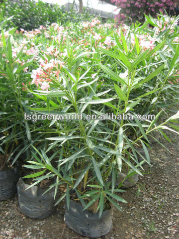 Nerium oleander shrub trees