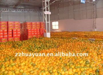 Zhangzhou Mandarin orange(kino)