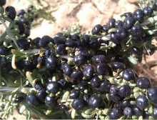 Dry Wild Black Wolfberry