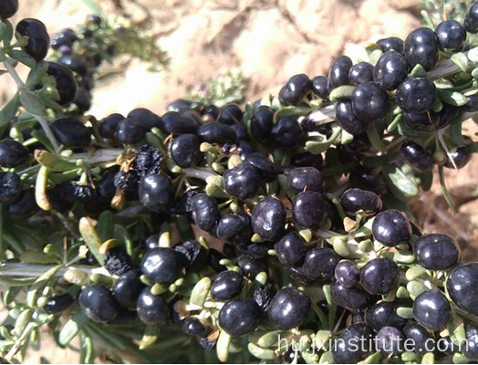 Dry Wild Black Wolfberry