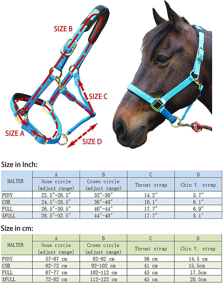 Horse Bridle