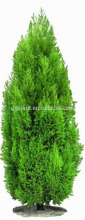 3m tall decoration artificial plastic green potted Arborvitae acuson cypress plywood tree EDC1606 2503