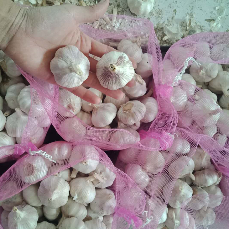 China red garlic new crop hot sale / high quality fresh garlic export 2021