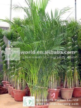 Chrysalidocarpus lutescens Areca palm trees