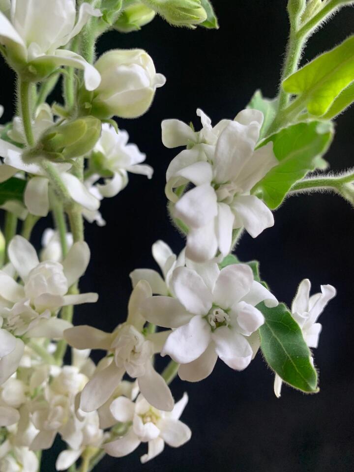 زهرة النجمة البيضاء White Star Flower
