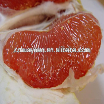 Honey red pomelo