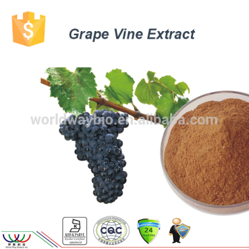 GMP Supplier Hot Sell Grape Vine Extract Resveratrol, grape vine extract trans resveratrol,Grape Vine Extract