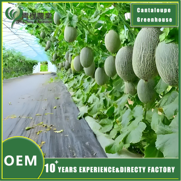 Growing Cantaloupe in Greenhouse