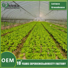 Sustainable Lettuce Production in Controlled Environments