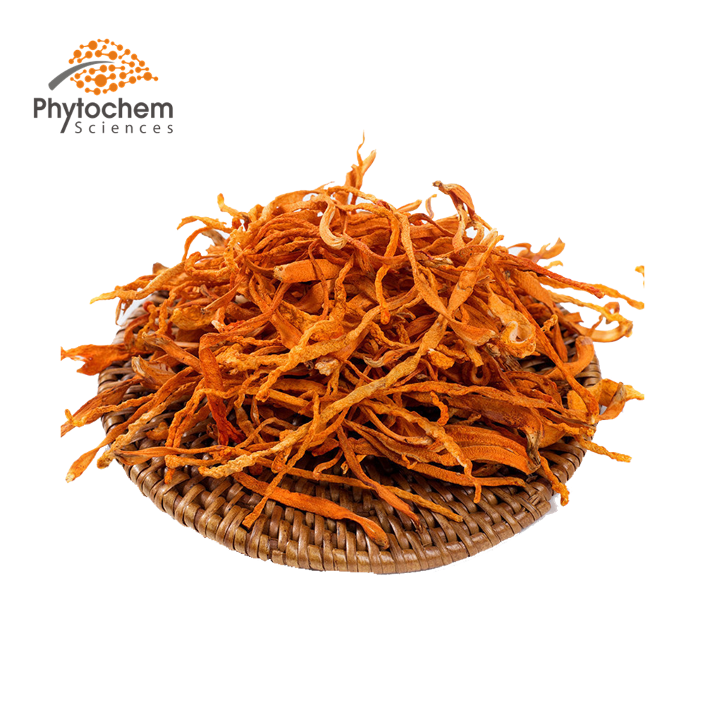 export supplier cordyceps militaris/cordyceps sinensis price