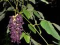 Mucuna Pruriens Extrakt Levodopa Pulver