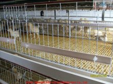 Best-selling Pullets Rearing Cage System  
