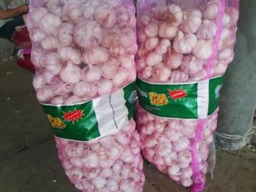 Good Quality New Garlic