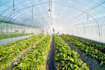 Agricultural greenhouse film for plastic vine covering