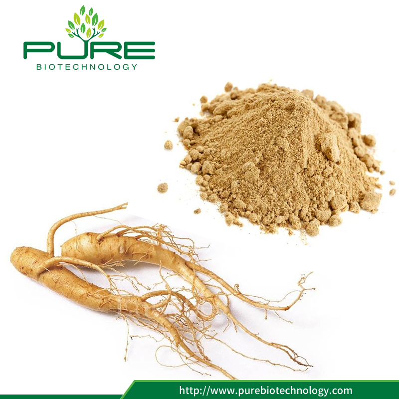 Estratto di radice di ginseng siberiano in polvere Siberian Ginseng Root Extract Powder