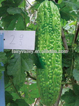 Hybrid bitter melon seeds Bitter gourd seeds for growing-Haby 02