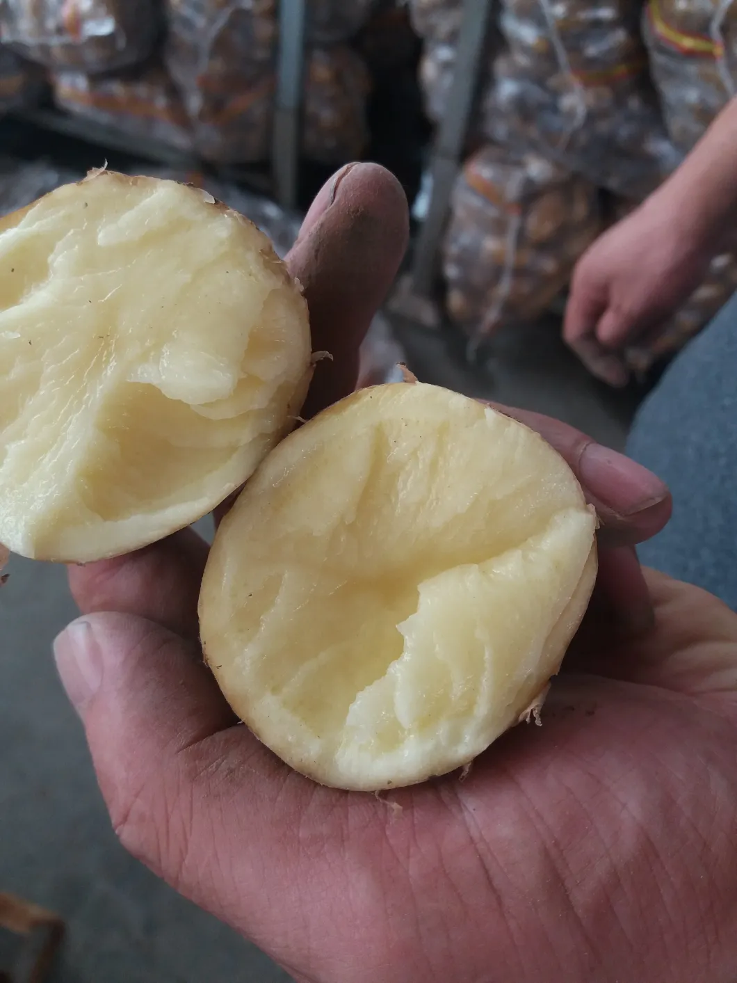 Best Quality Fresh Potato Wholesale Supplier