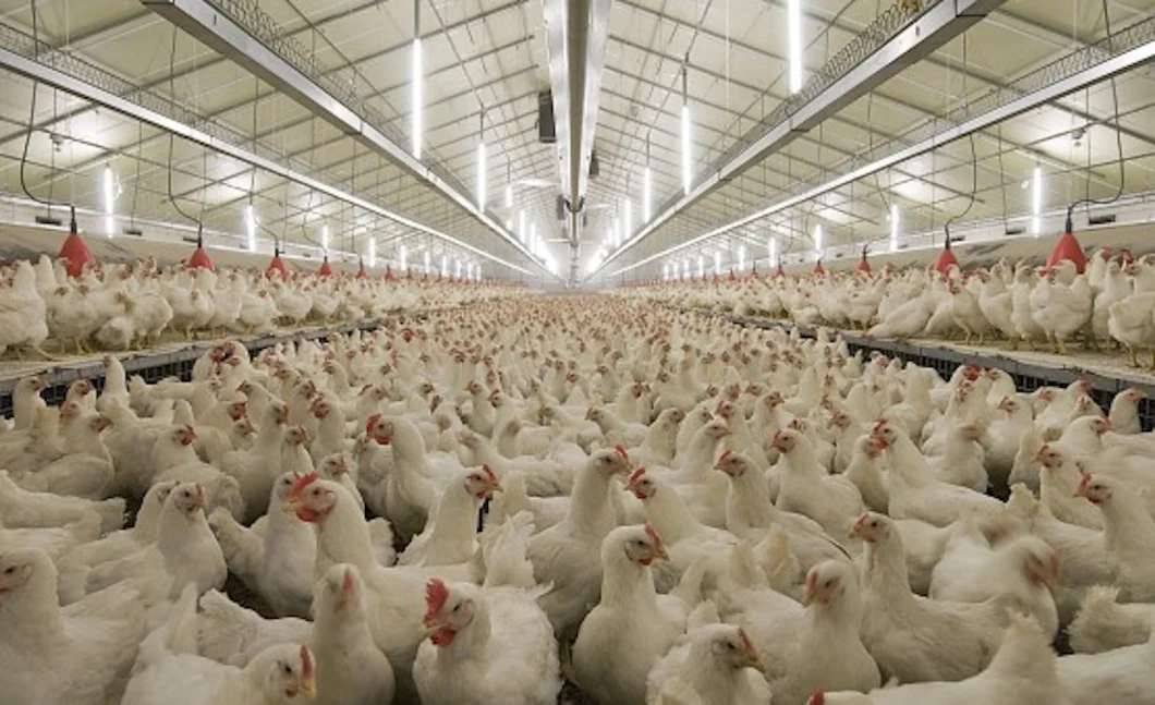 T8 No UV or IR Light Radiation Poultry Lighting Equipment for Chicken