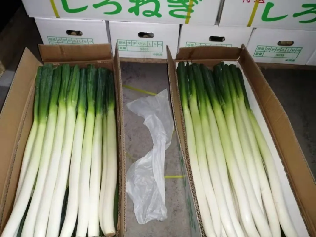 Fresh Scallion, High Quality & Fresh Leek