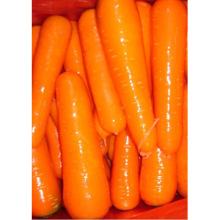 fresh carrots