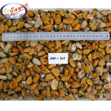 New 2022 Frozen Shellfish Mussels New Zealand Green Mussel