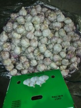 how to store fresh normal white garlic