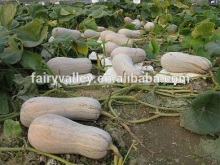 Wholesale pumpkin seeds For Growing-You Zao Mi