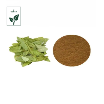 Senna Leaves Extract Powder