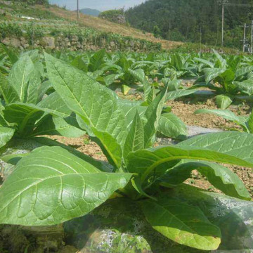 Enzima de protease neutra para a indústria de tabaco