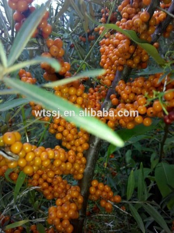 High quality seabuckthorn fruit oil,seabuckthorn oil