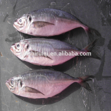 canned fish japanese jack mackerel horse mackerel fish for sale