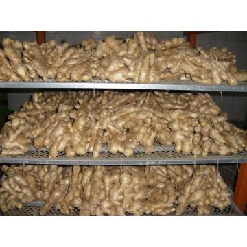 საჰაერო გამხმარი Ginger Zingiber officinale