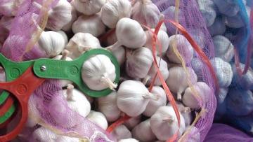 high quality normal White Garlic