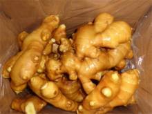 Top Quality Fresh Ginger Export Price