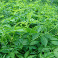 Gynostemma Extract,Gynostemma Pentaphyllum Leaf Extract