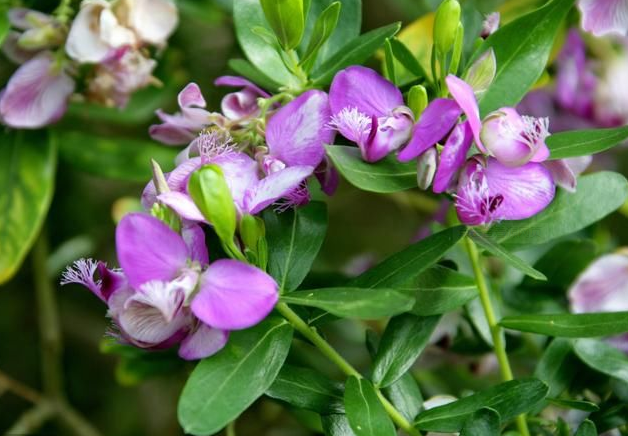 Polygala