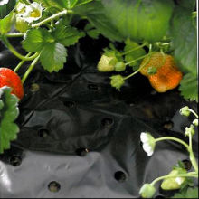 Agricultural silver black mulch film with holes punch